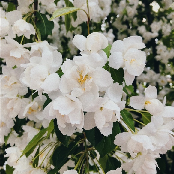 Meet your Posher, Claudia - Picture 1 of 1